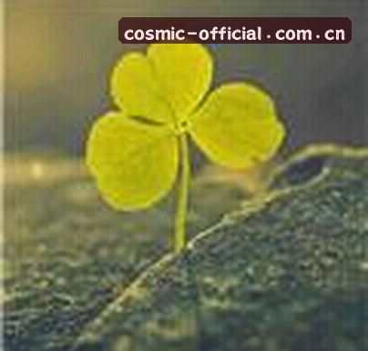 婷婷